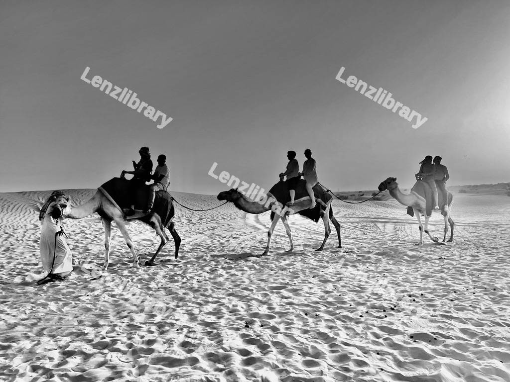 3 Desert Camels